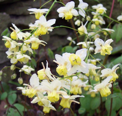 Epimedium x versicolor 'Sulphureum'